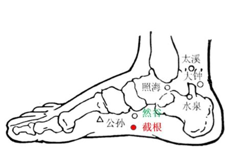 截根穴位置|你‧好‧快‧報: 